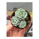 SukuLand Echeveria Alieno kore ithal özel tür sukulent 5,5cm saksıda