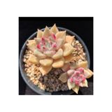 SukuLand Echeveria Arze kore ithal özel tür sukulent 5,5cm saksıda