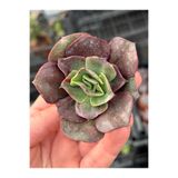 SukuLand Echeveria Bennetgold Kore ithal koleksiyonluk özel tür sukulent 5,5cm saksıda