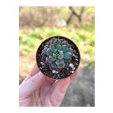 SukuLand Echeveria Blue Apple ithal koleksiyonluk özel tür sukulent 5,5cm saksıda