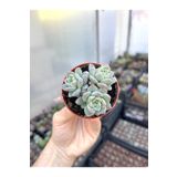 SukuLand Echeveria bright ithal koleksiyonluk özel tür sukulent 5,5cm saksıda pink