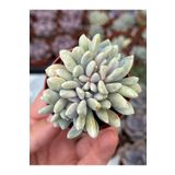 SukuLand Echeveria Clavifolia cristat özel tür sukulent 5,5cm saksıda