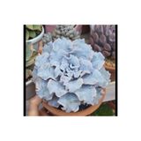 SukuLand Echeveria Crispate Beauty kore ithal koleksiyonluk özel tür sukulent 5,5cm saksıda