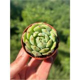 Sukuland Echeveria Derosa Koleksiyonluk Özel Tür Sukulent 5,5cm Saksıda
