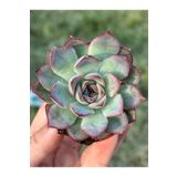 SukuLand Echeveria Esther ithal koleksiyonluk özel tür sukulent 5,5cm saksıda