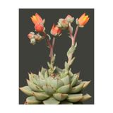 SukuLand Echeveria Fabiola ithal özel tür sukulent 5,5cm saksıda