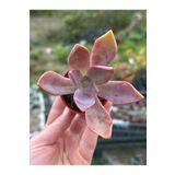 SukuLand Echeveria Fred İves koleksiyonluk özel tür sukulent 5,5cm saksıda