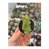 SukuLand Echeveria Gilva Cristat koleksiyonluk özel tür sukulent 5,5cm saksıda