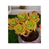 SukuLand Echeveria Ginmein Tennyo Kore ithal özel tür sukulent 5,5cm saksıda