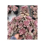 SukuLand Echeveria Goose Liver Kore ithal özel tür sukulent 5,5cm saksıda