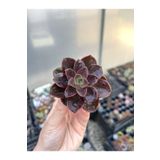 SukuLand Echeveria ithal koleksiyonluk sukulent 5,5cm saksıda melaco
