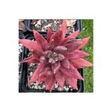SukuLand Echeveria İzar Kore ithal özel tür sukulent 5,5cm saksıda