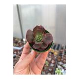 SukuLand Echeveria Julia ithal koleksiyonluk özel tür sukulent 5,5cm saksıda