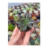 SukuLand Echeveria Licorise ithal koleksiyonluk özel tür sukulent 5,5cm saksıda