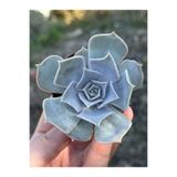 SukuLand Echeveria lilacina pudralı koleksiyonluk özel tür sukulent 5,5cm saksıda