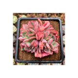 SukuLand Echeveria Luella kore ithal kışın kızaran özel tür sukulent 5,5cm saksıda