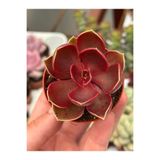 SukuLand Echeveria Magic Red Kore İthal koleksiyonluk özel tür sukulent 5,5cm saksıda