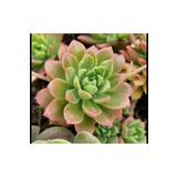 SukuLand Echeveria Marcus özel tür sukulent 5,5cm saksıda