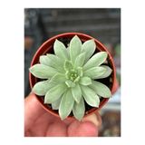 SukuLand Echeveria Marcus variegata kore ithal özel tür sukulent 5,5cm saksıda
