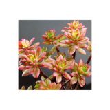 SukuLand Echeveria Minibella Variegata Kore ithal koleksiyonluk özel tür sukulent 5,5cm saksıda