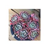 SukuLand Echeveria Nanahukumini Kore ithal koleksiyonluk özel tür sukulent 5,5cm saksıda