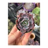 SukuLand Echeveria NeonBreakers koleksiyonluk özel tür sukulent 5,5cm saksıda