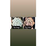 SukuLand Echeveria Orange Monroe kore ithal pudralı özel tür sukulent 5,5cm saksıda