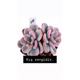 SukuLand Echeveria Orpet Kore ithal özel tür sukulent 10cm saksıda
