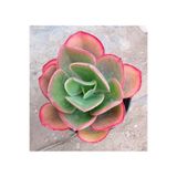 SukuLand Echeveria Pallida Kore ithal özel tür sukulent 5,5cm saksıda