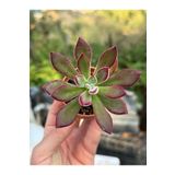 SukuLand Echeveria Pulvinata Devotion Ithal Koleksiyonluk Özel Tür Sukulent 5,5cm Saksıda