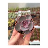 SukuLand Echeveria Purple Pearl koleksiyonluk özel tür sukulent 5,5cm saksıda