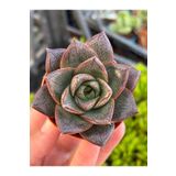 SukuLand Echeveria Purpusorum Koleksiyonluk Özel Tür Sukulent 5,5cm Saksıda