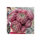 SukuLand Echeveria Red Hole Kore ithal özel tür sukulent 5,5cm saksıda