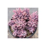 SukuLand Echeveria Rezry Kore ithal özel tür sukulent 5,5cm saksıda