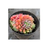 SukuLand Echeveria setosa var rundelli koleksiyonluk özel tür sukulent 5,5cm saksıda
