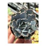 SukuLand Echeveria Shaivana ithal koleksiyonluk özel tür sukulent 5,5cm saksıda