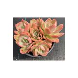 SukuLand Echeveria Silk Veil kore ithal özel tür sukulent 5,5cm saksıda