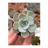 SukuLand Echeveria Subsessilis Koleksiyonluk Özel Tür Sukulent 5,5cm Saksıda