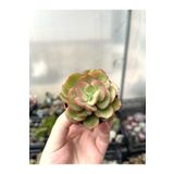 SukuLand Echeveria Suyon Kore Ithal Koleksiyonluk Özel Tür Sukulent 5,5cm Saksıda