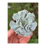SukuLand Echeveria Thriller Pearl Kore ithal özel tür sukulent 5,5cm saksıda