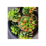 SukuLand Euphorbia Japonica koleksiyonluk özel tür kaktüs 5,5cm saksıda