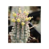 SukuLand Euphorbia Mammillaris Variegata 5,5cm saksıda özel tür