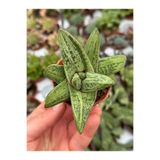 SukuLand Gasteria Little Warty özel tür sukulent 5,5cm saksıda