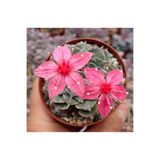 SukuLand Graptopetalum Bellum koleksiyonluk özel tür sukulent 5,5cm saksıda