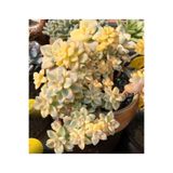 SukuLand Graptoveri Apricot Variegata Kore ithal koleksiyonluk özel tür sukulent 5,5cm saksıda
