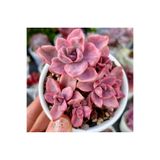 SukuLand Graptoveria Mrs Richards Variegata kore ithal koleksiyonluk özel tür sukulent 5,5cm saksıda