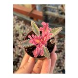 SukuLand Pembe Aşkın Gözyaşı özel tür sukulent 5,5cm saksıda