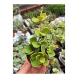 SukuLand Peperomia Hope ‘Umut sarmaşığı’ özel tür sukulent 5,5cm saksıda