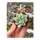 SukuLand Sedum Clavatum koleksiyonluk özel tür sukulent 5,5cm saksıda