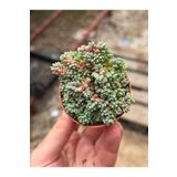 SukuLand Sedum dasyphyllum minor ithal koleksiyonluk özel tür sukulent 5,5cm saksıda